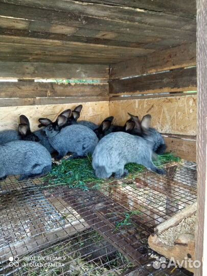 Кролики мясных пород