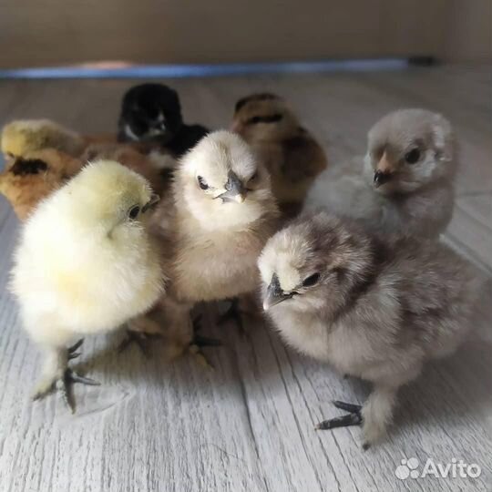 Китайская шелковая суточный цыпленок