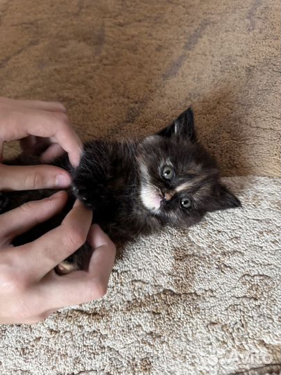 Котенок в добрые руки