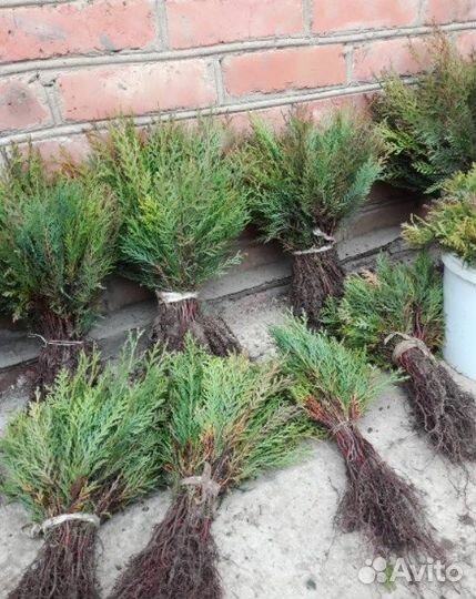 Туя для изгороди / восточная