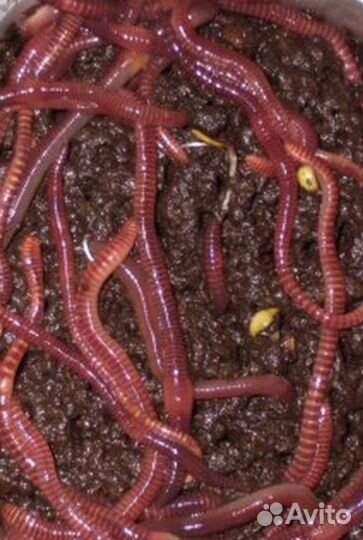Черви навозные