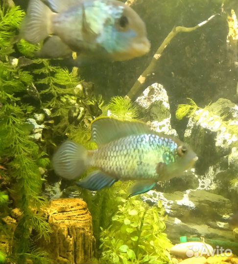 Нанокара аквариумная рыбка