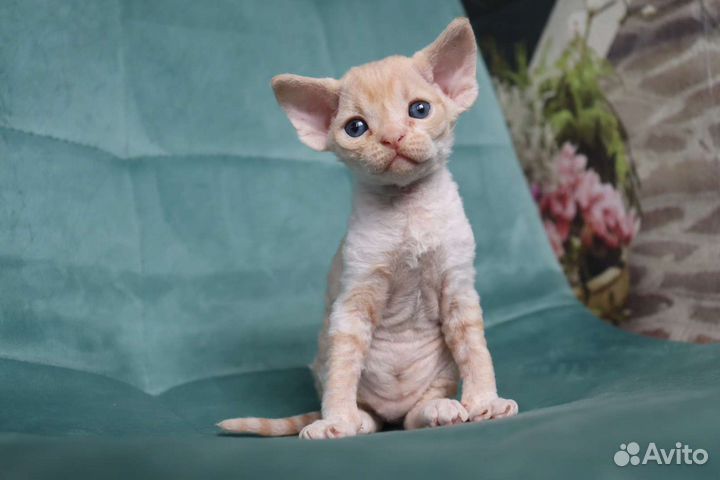 Чудо из чудес котёнок Девон-рекс
