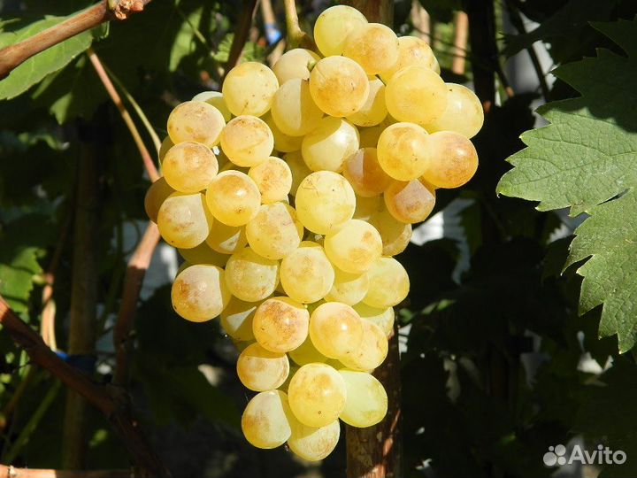 Саженцы Винограда Цитронный Магарыча