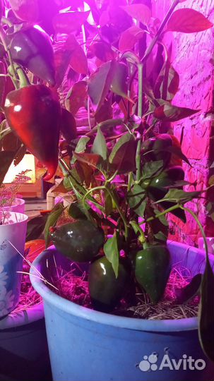 Перец леся, семена