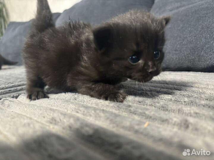 Котята в добрые руки даром Пермь