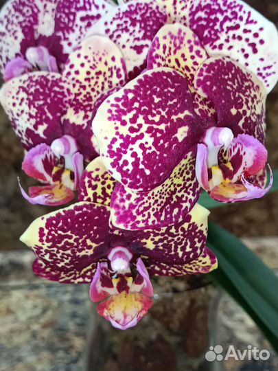 Орхидея луна роса