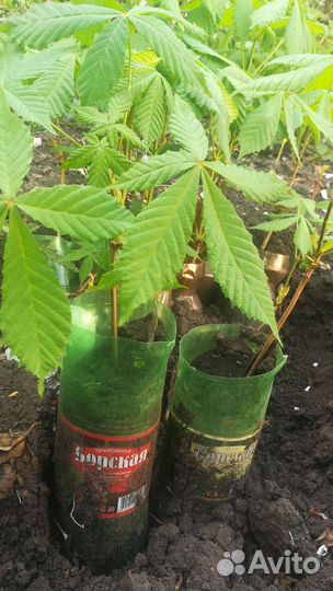 Саженцы каштана конского