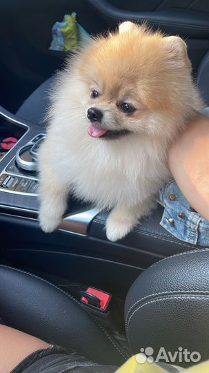 Кобель для вязки шпиц мини