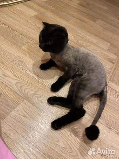 Стрижка кошек выезд на дом