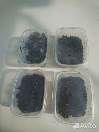 Черви для рыбалки