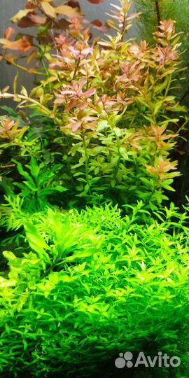 Аквариумные растения, мхи и камни для аквариума