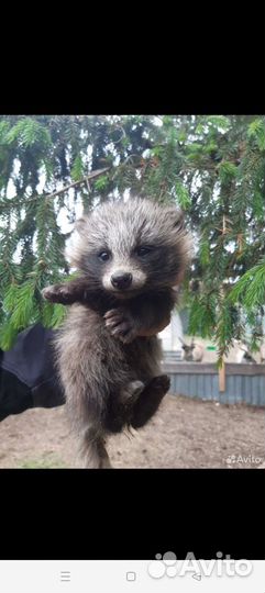 Продам щенка енотовидной собаки