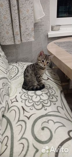 Продам бенгальскую кошку