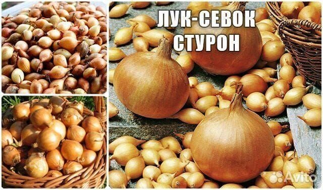Лук