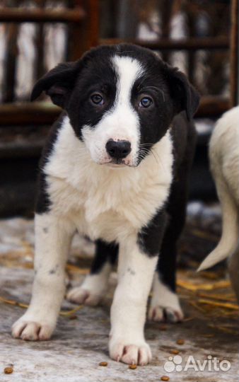 Щенок мальчик