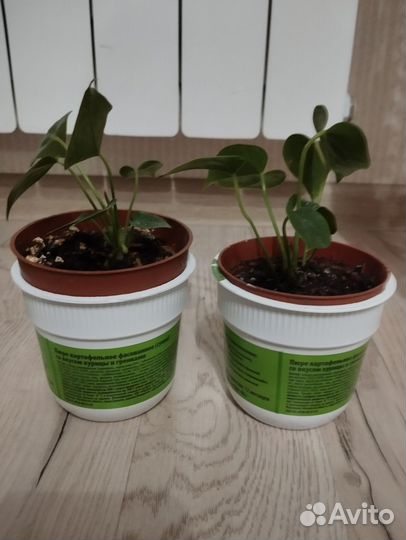 Антуриум и спатифиллум