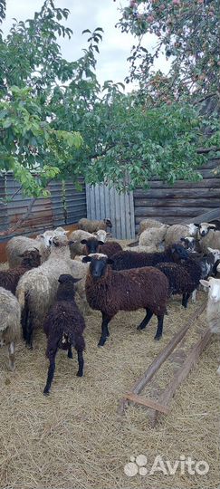 Овцы и бараны