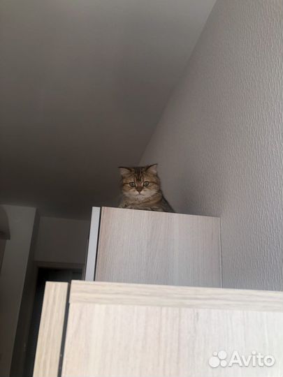 Передержка кошек/котов на м.Лесная (зооняня)