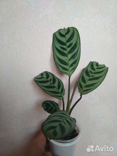 Ктенанта Лубберса, Бурле Маркси,Строманта триколор