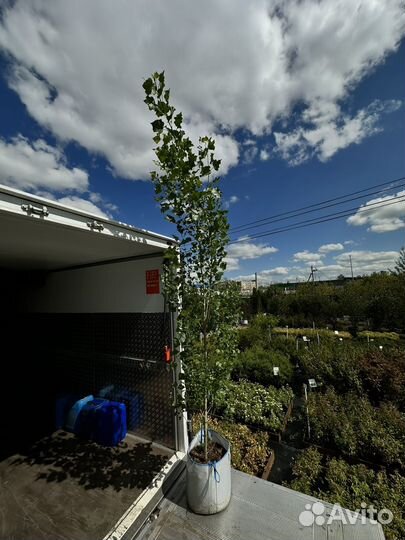 Тополь берлинский 2,8-3 метра
