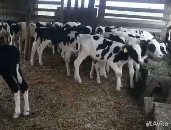 Телята бычки