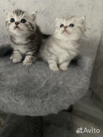 Шотландские мраморные котята