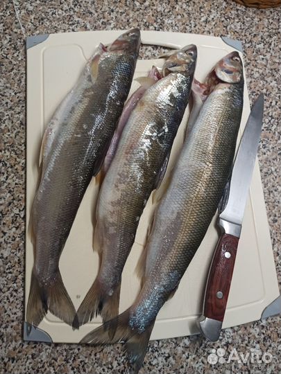 Омуль свежесоленый потрашенный