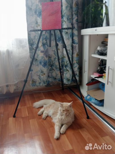 Мейн Кун кошка