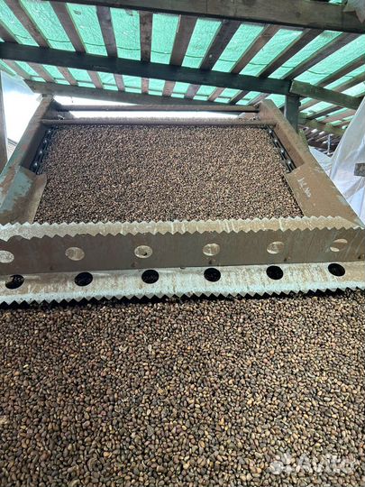 Сушка ореха