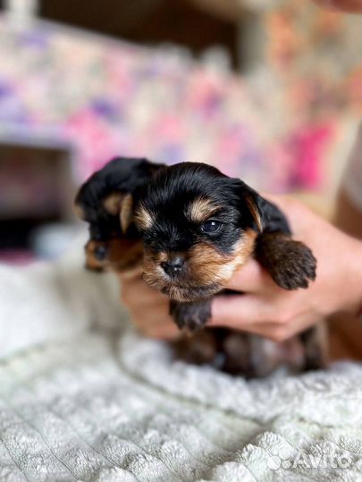 Йоркширский терьер