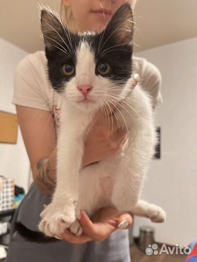 Котенок Феликс