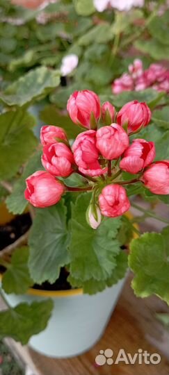 Герань Пеларгония