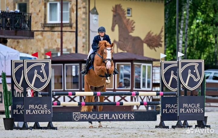 Продажа лошадей