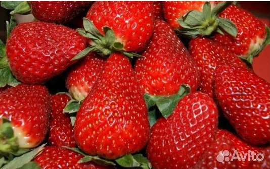 Рассада ремонтантной клубники