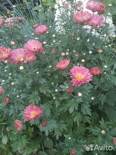 Цветы садовые многолетники