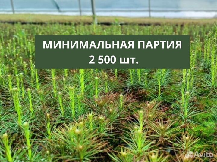 Саженцы ели европейской зкс опт