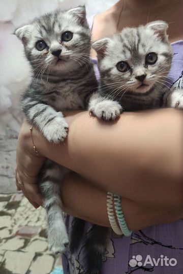 Шотландские котята, девочки
