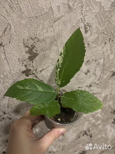 Фикус Аспера Парсели