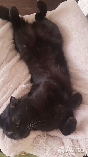 Кот черный ищет кошку, вязка