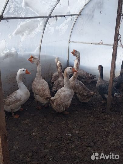 Гуси 2е семьи