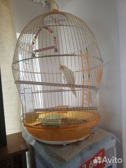 Попугай корелла мальчик