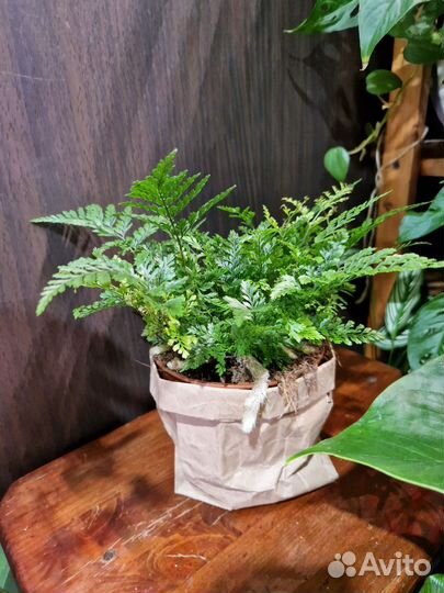 Давали Хумата Тайрмени