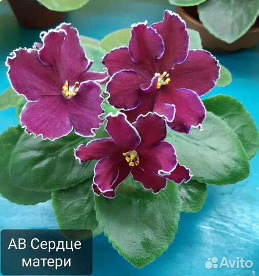 Детки сортовых фиалок и укорененные листы