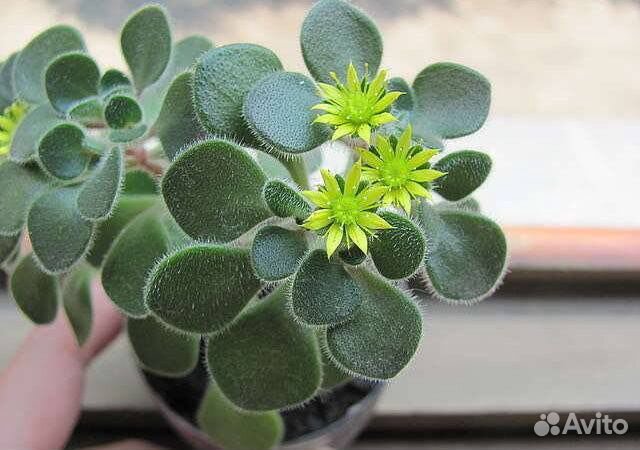 Цветы Аихризон дерево любви