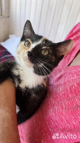 Котенок ищет дом