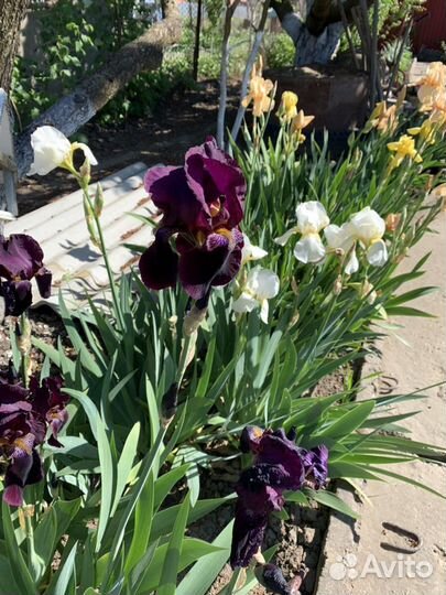 Ирисы (петушки) корневище
