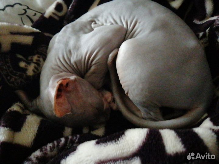 Сфинкс в добрые руки