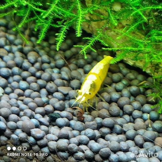 Креветки Жëлтый неон. (Neocaridina Yellow neon)