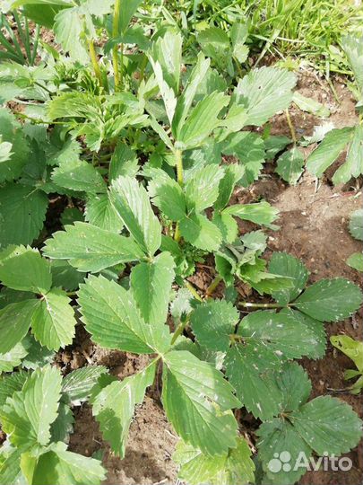 Рассада клубники